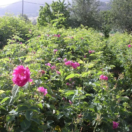 Valia Kalavryta